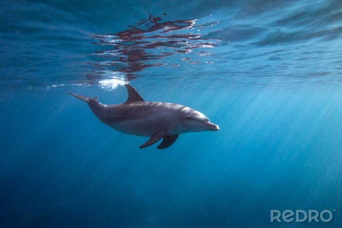 Bild Delfin unter Wasser