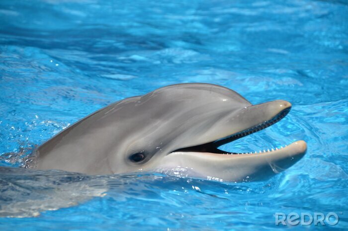 Bild Delfin zeigt seine Zähne