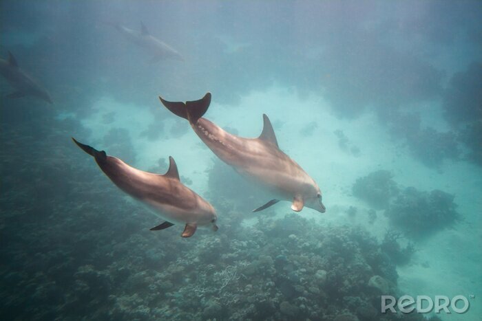 Bild Delfine am Ozeanboden