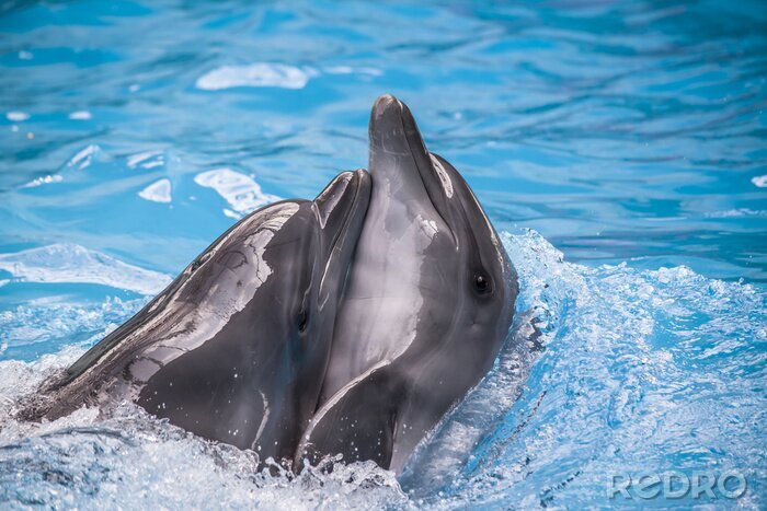 Bild Delfine beim Umarmen