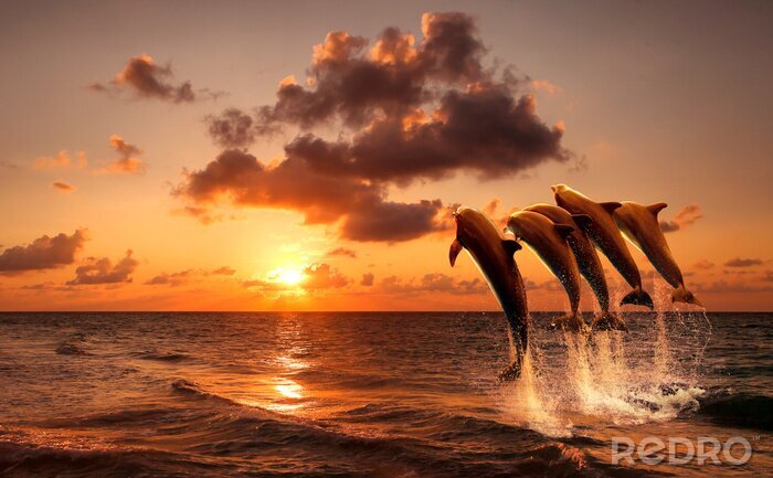 Bild Delfine mit Sonnenuntergang