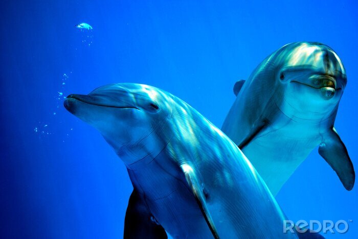 Bild Delfine unter Wasser