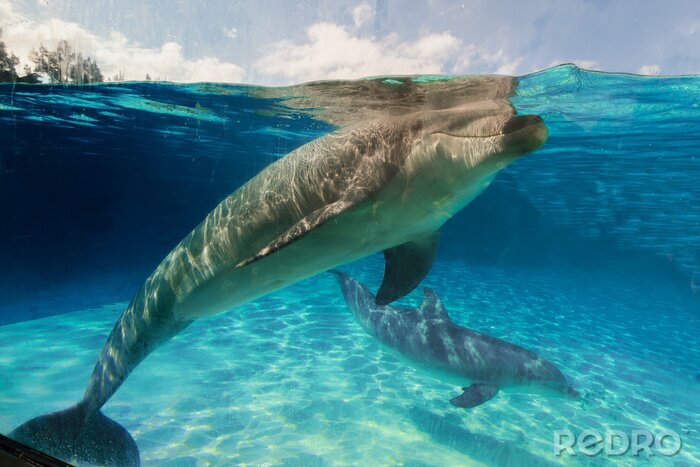 Bild Delfine unter Wasser