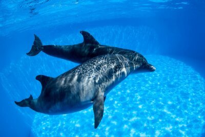 Bild Delfinpaar unter Wasser