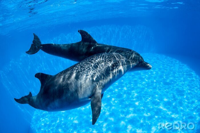 Bild Delfinpaar unter Wasser