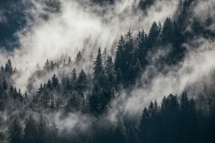 Bild Dense morning fog in alpine landscape with fir trees and mountains. 