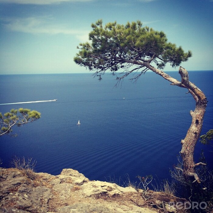 Bild Der Baum auf Palma De Mallorca