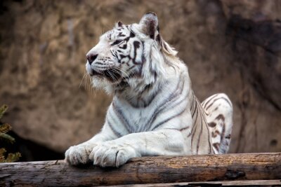 Der weiße bengalische tiger