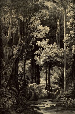 Dichter Amazonas-Dschungel Retro-Zeichnung