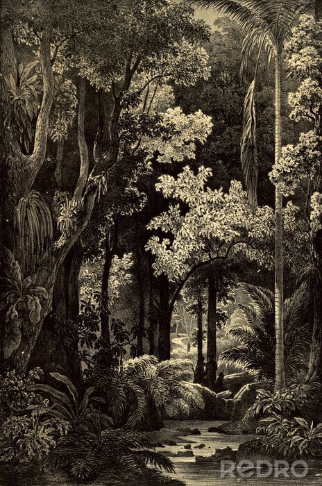 Bild Dichter Amazonas-Dschungel Retro-Zeichnung