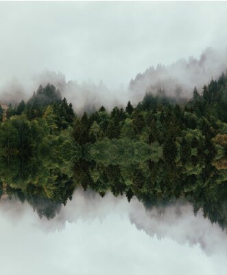 Dichter Nebel über dem Wald schwebend