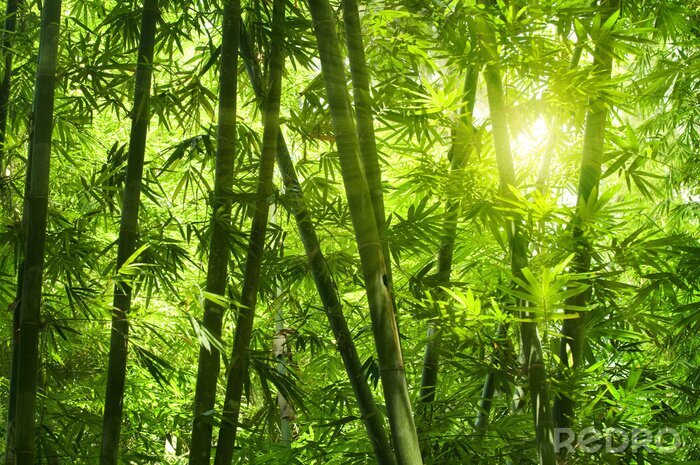 Bild Dichter Wald mit Bambussen