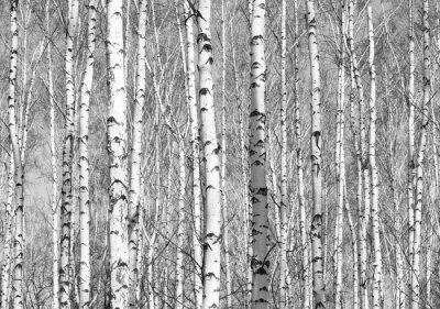 Fototapete Dichtes Birkenwäldchen