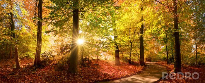 Bild Die Farben des Herbstes in der untergehenden Sonne