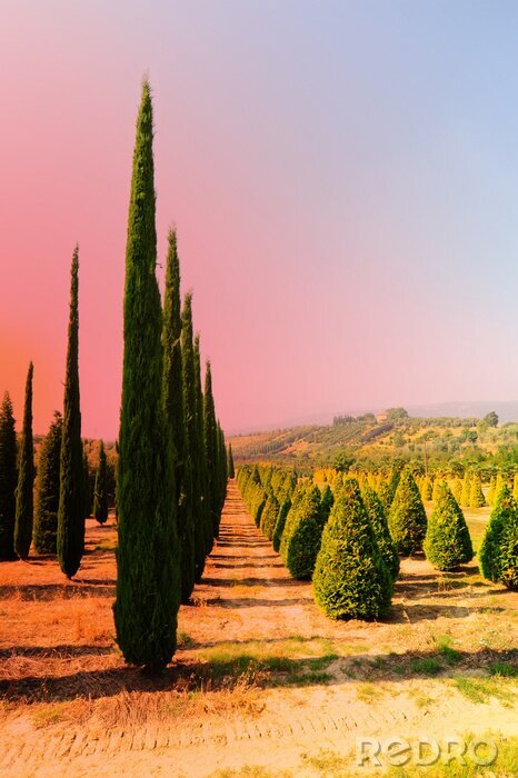 Bild Die Straße, die in die Toskana führt