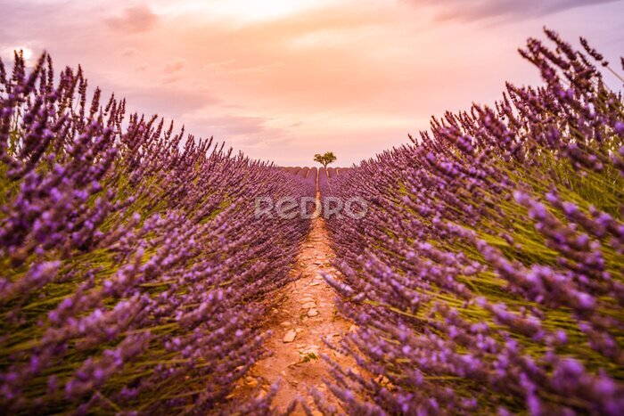 Bild Dramatic sunset landscape. Tree in lavender field at sunset in Provence, France
