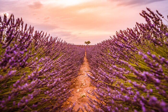 Bild Dramatic sunset landscape. Tree in lavender field at sunset in Provence, France