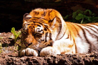Bild Draußen schlafender Tiger