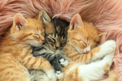 Bild Drei auf der Decke schlafende Katzen