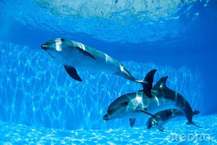 Bild Drei Delfine im Wasser