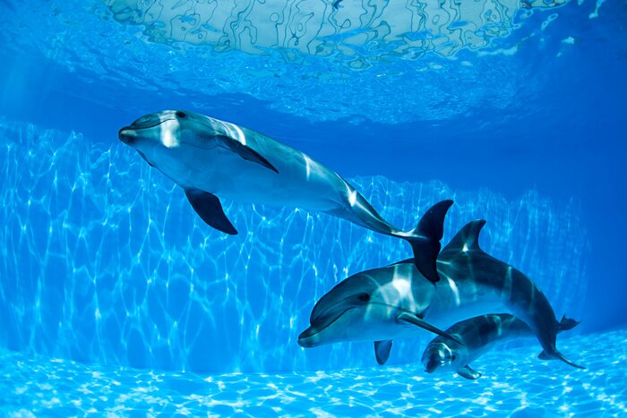 Bild Drei Delfine im Wasser