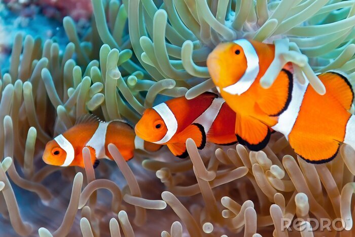 Bild Drei Fische im Korallenriff