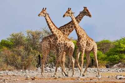 Drei Giraffen im National Park