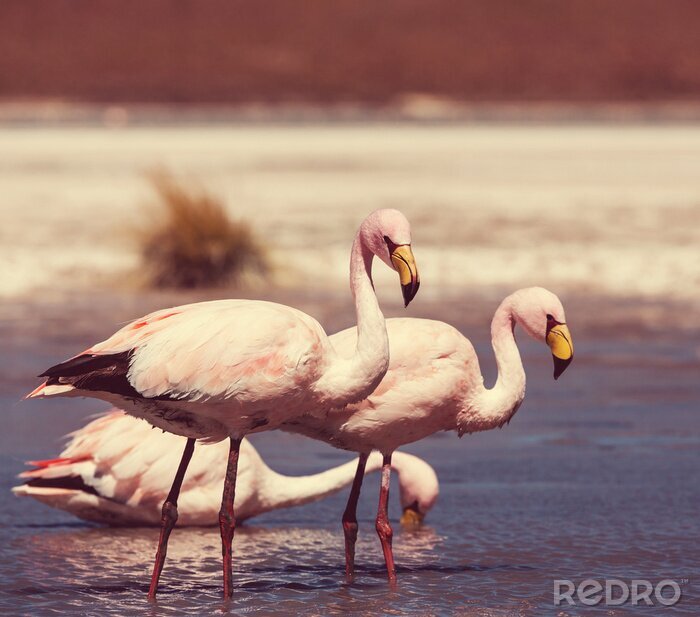 Bild Drei im Wasser watende Flamingos