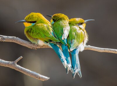 Drei kuschelnde Vögel