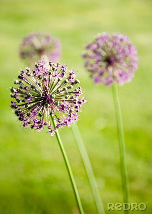 Bild Drei lila Blumen auf einem grünen Hintergrund