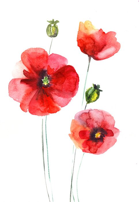 Bild Drei Mohnblumen mit Rotschattierungen