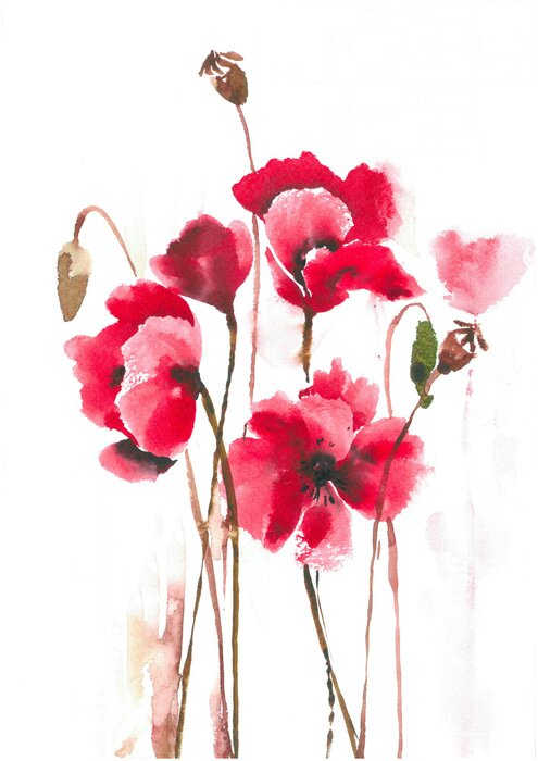 Bild Drei Mohnblumen mit sichtbaren Kernen