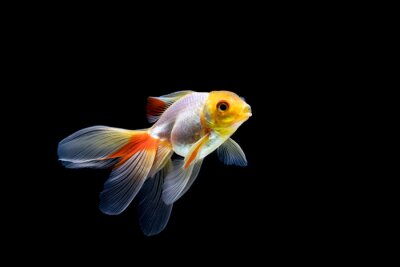 Bild Dreifarbiger Fisch