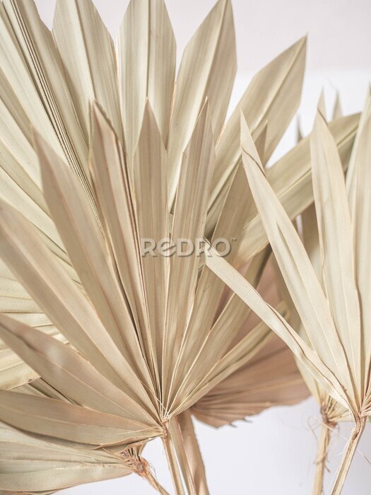 Bild Dried fan shaped tropical palm tree leafs