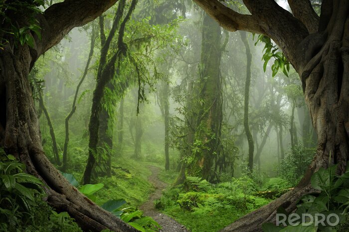 Bild Dschungel 3D Bäume