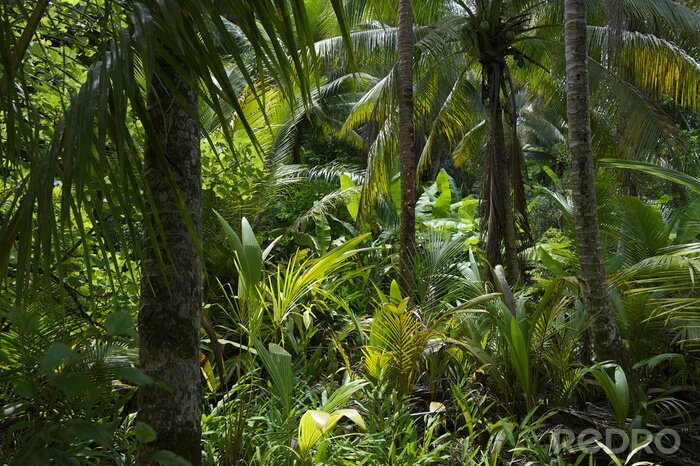 Bild Dschungel Bananengewächse und Palmen