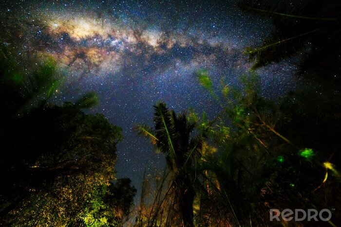 Bild Dschungel im Sternenlicht