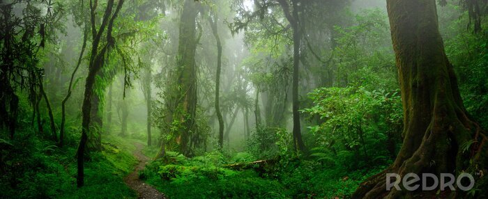 Bild Dschungel Regenwald