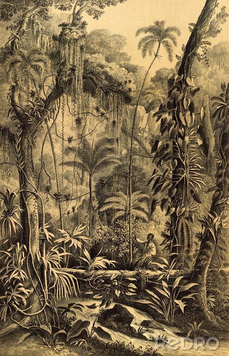 Bild Dschungel Retro-Illustration