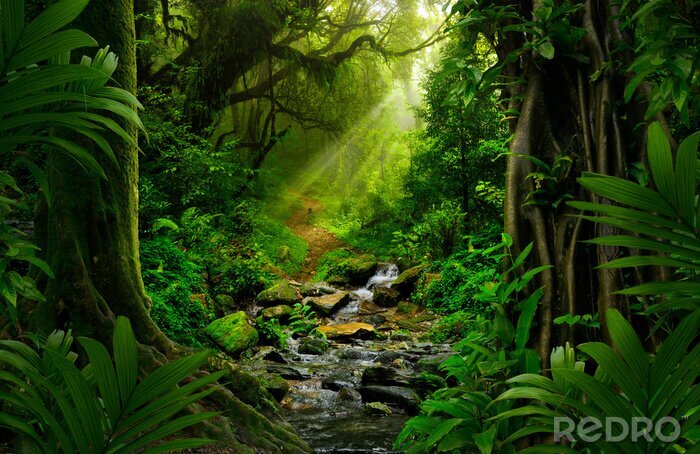Bild Dschungel Sonnenstrahlen