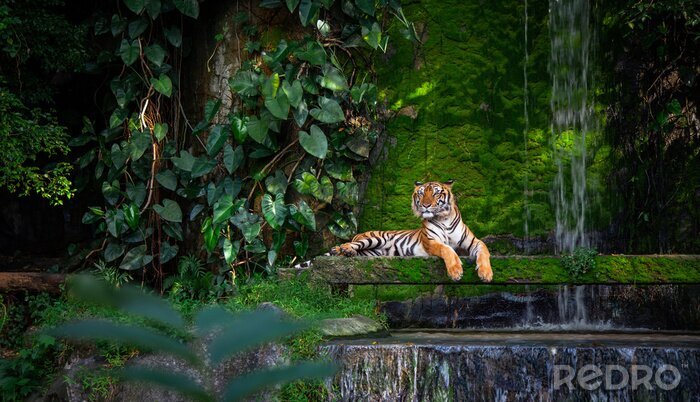 Bild Dschungel und Tiger