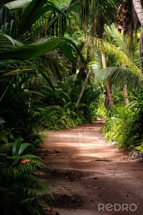 Bild Dschungelpfad