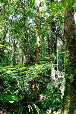 Bild Dschungelpflanzen in Sonnenstrahlen