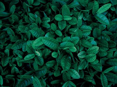 Bild Dunkelgrüne Blätter