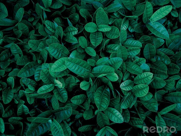 Bild Dunkelgrüne Blätter