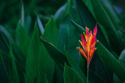 Bild Dunkelgrüne Blätter und exotische orange Blüten