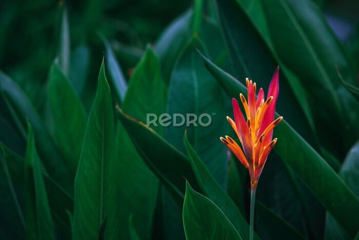 Bild Dunkelgrüne Blätter und exotische orange Blüten