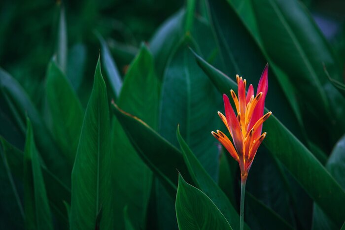 Bild Dunkelgrüne Blätter und exotische orange Blüten