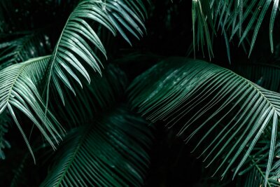 Bild Dunkelgrüne Palmenblätter in einem tropischen Wald