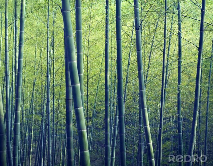 Bild Dunkelgrüner Bambuswald